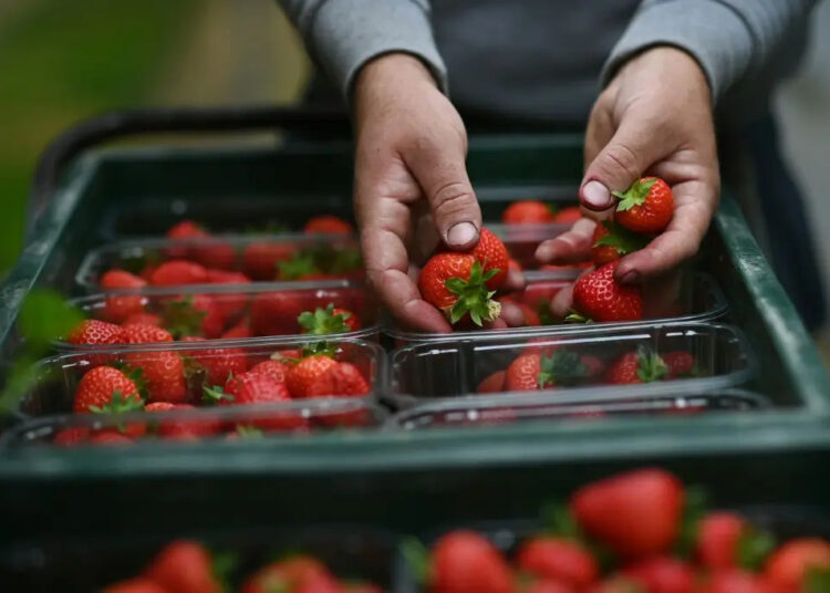 Germany Faces Worst Strawberry Harvest in Three Decades