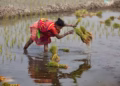 Uneven Monsoon Raises Concerns Over India’s Kharif Crop Output as Harvest Season Nears