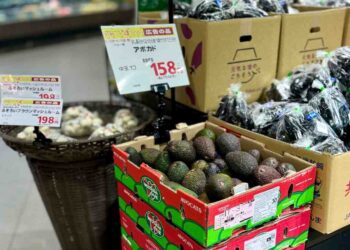 Westfalia Fruit Advances Its Vision for Avocado Growth Across Asia