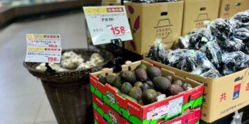 Westfalia Fruit Advances Its Vision for Avocado Growth Across Asia