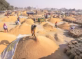 Bumper Paddy Harvest Puts Pressure on Procurement and Storage Systems in Punjab and Haryana
