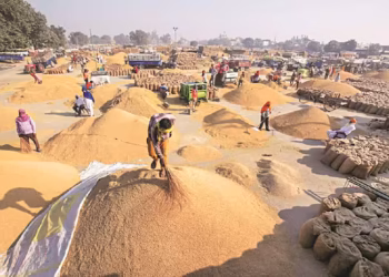 Bumper Paddy Harvest Puts Pressure on Procurement and Storage Systems in Punjab and Haryana