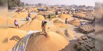 Bumper Paddy Harvest Puts Pressure on Procurement and Storage Systems in Punjab and Haryana