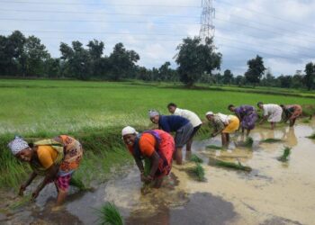 PM Dhan-Dhaanya Krishi Yojana Drives Agricultural Development Across 100 Districts in India