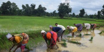 PM Dhan-Dhaanya Krishi Yojana Drives Agricultural Development Across 100 Districts in India