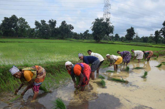 PM Dhan-Dhaanya Krishi Yojana Drives Agricultural Development Across 100 Districts in India