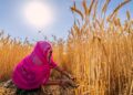 India’s Wheat Sowing Faces a 5–10% Decline Risk as Water Shortages Pressure Rabi Crop Planning