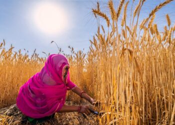 India’s Wheat Sowing Faces a 5–10% Decline Risk as Water Shortages Pressure Rabi Crop Planning