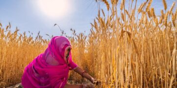 India’s Wheat Sowing Faces a 5–10% Decline Risk as Water Shortages Pressure Rabi Crop Planning